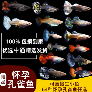 纯种热带淡水孔雀鱼大肚怀孕母待产小型观赏鱼红箭凤尾玛丽胎生鱼