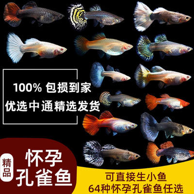 纯种热带淡水孔雀鱼怀孕母待产