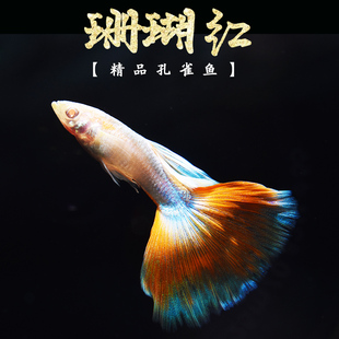 珊瑚红 怀孕母鱼 红白天空蓝白纯种精品小型胎生鱼凤尾孔雀鱼活体