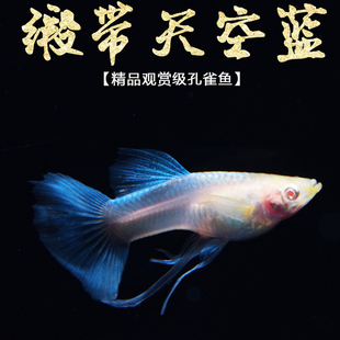 天空蓝孔雀鱼 纯种孔雀鱼天空蓝 缎带天空蓝精品孔雀鱼怀孕母鱼