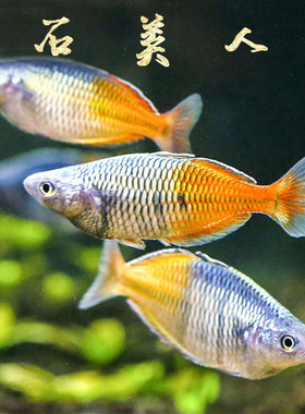 石美人鱼热带红苹果红尾黄金鸽子美人蓝电光彩虹刚果美人鱼活体鱼