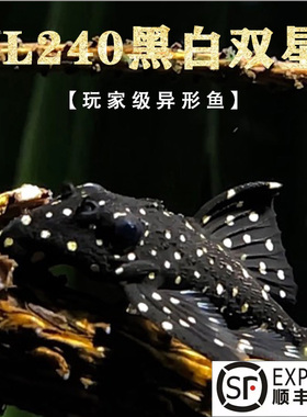 黑白双星活体L240L241热带观赏淡水除藻工具清道夫南美异形鱼