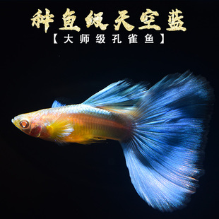 种鱼级天空蓝 天空蓝观赏鱼玩家级种鱼 精品天空蓝孔雀鱼稀有品种