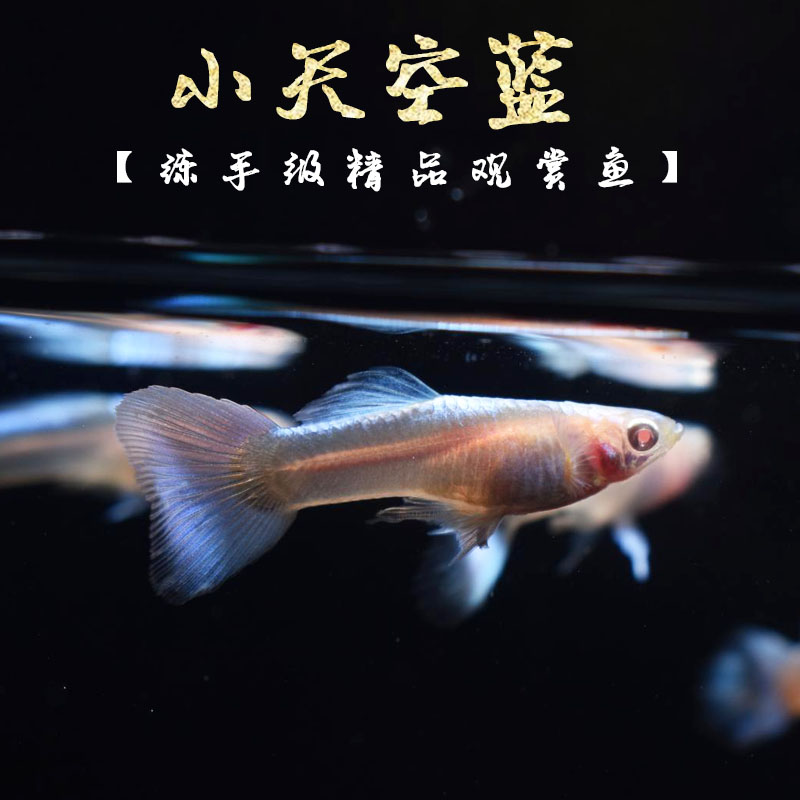 天空蓝观赏鱼活体天空蓝孔雀鱼