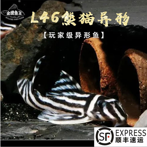 金牌鱼王清道夫热带鱼异形鱼