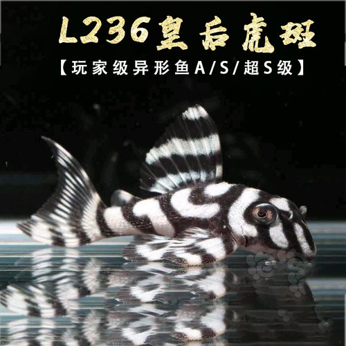 L236异形鱼淡水南美鱼