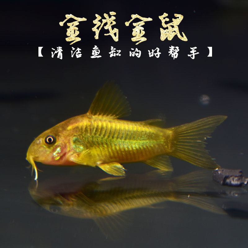 老鼠鱼清洁鱼底缸鱼工具鱼观赏鱼冷水鱼 金线金鼠活体包邮金色鼠