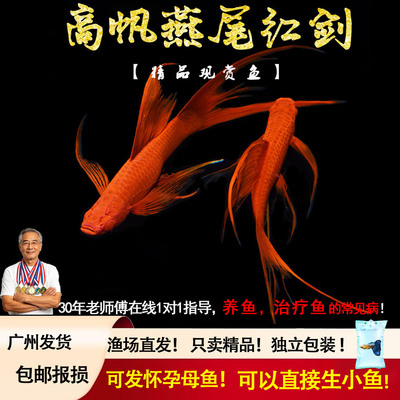 纯种高鳍燕尾红箭鱼玛丽淡水