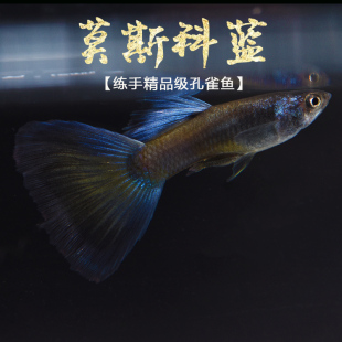 莫斯科蓝孔雀 精品观赏纯种热带小型鱼莫兰墨兰缎带活体热带鱼