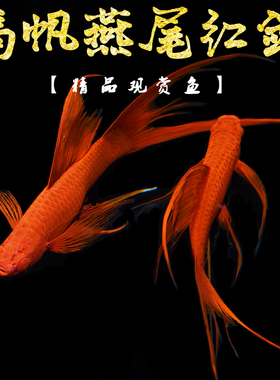 红剑鱼红箭燕尾红剑红玛丽鱼热带鱼观赏鱼活体鱼小型胎生鱼淡水鱼
