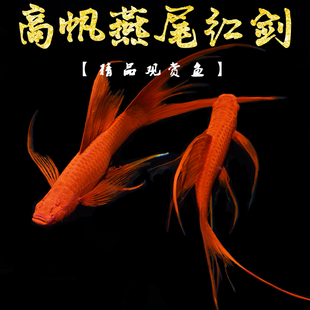 红剑鱼红箭燕尾红剑红玛丽鱼热带鱼观赏鱼活体鱼小型胎生鱼淡水鱼