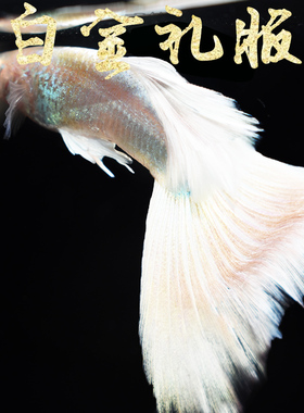 纯种孔雀鱼白金礼服 热带淡水小型观赏鱼胎生鱼临产怀孕母凤尾鱼