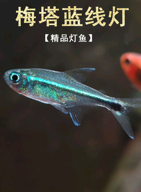 蓝线精灵鱼热带鱼梅塔蓝线灯精灵蓝线南美草缸小型淡水观赏鱼活体