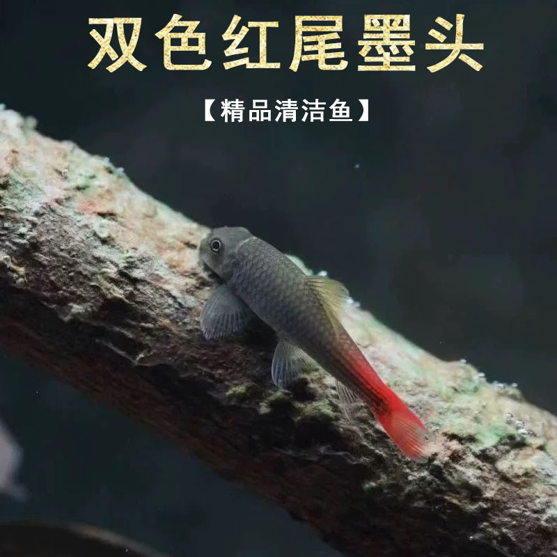 双色红尾墨头泰国进口彩虹墨头红绿独角兽除藻吃残渣工具鱼清洁鱼