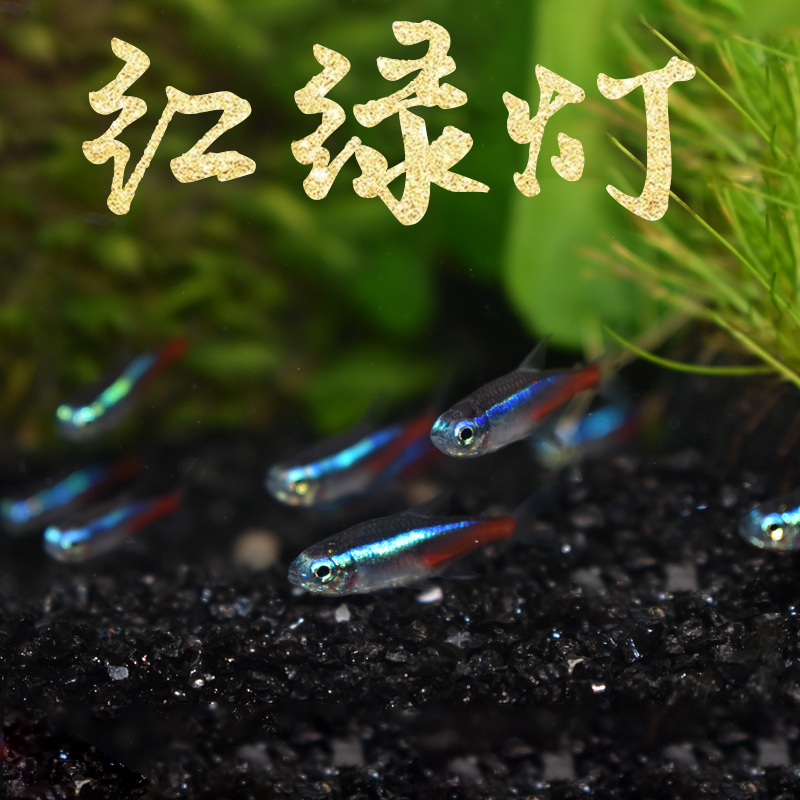 灯科鱼热带鱼活体红绿灯小型鱼