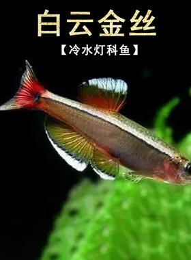 白云金丝鱼斑马鱼冷水鱼灯鱼小型鱼原生鱼红尾灯科鱼不加温观赏鱼