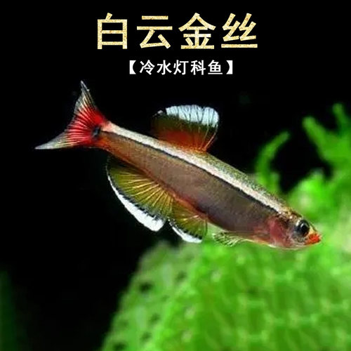 白云金丝鱼斑马鱼冷水鱼灯鱼小型鱼原生鱼红尾灯科鱼不加温观赏鱼