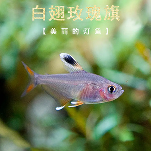 白翅玫瑰扯旗鱼水草缸群游热带鱼小型灯科鱼白炽玫瑰勾旗大勾活体