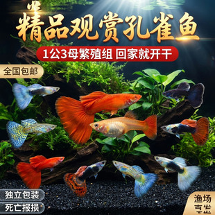 孔雀鱼凤尾淡水易繁殖耐活体好养纯种灯科小型热带胎生观赏繁殖组