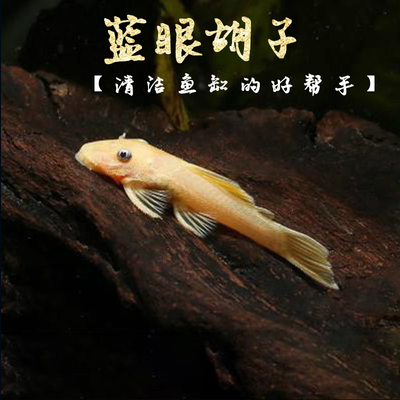 清道夫小型除藻活体淡水底栖鱼