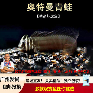 奥特曼青蛙鱼斑头肩鳃鳚圣修伯特原生冷水鱼广盐海水淡化品种活体