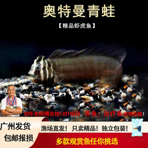 奥特曼青蛙鱼斑头肩鳃浒鱼