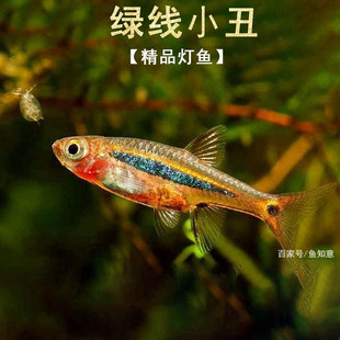 绿线小丑精品灯鱼热带观赏鱼红体蓝条纹淡水鱼活体好养观赏鱼小型