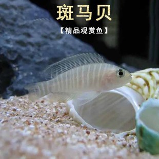 斑马贝热带小型活体三湖慈鲷贝卷鱼鱼缸水族箱淡水群居观赏鱼