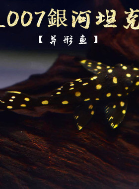 L007银河坦克异形鱼 底缸鱼观赏鱼 小型异形鱼L007银河坦克花点鱼