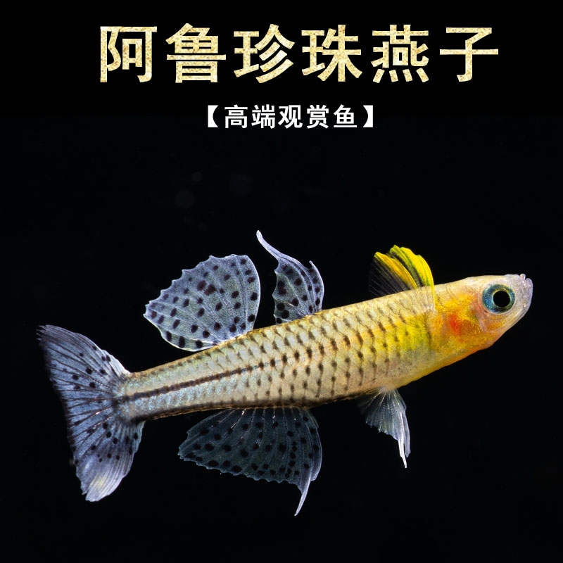 阿鲁大帆珍珠燕子鱼小型观赏淡水鱼热带鱼观赏鱼活体鱼好养群游鱼