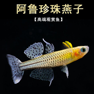 阿鲁大帆珍珠燕子鱼小型观赏淡水鱼热带鱼观赏鱼活体鱼好养群游鱼