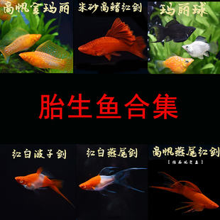 胎生鱼活体金银黑玛丽皮球金银玛丽鱼观赏月光鱼新手鱼草缸鱼