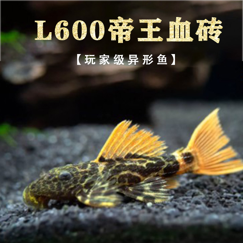 L600帝王血钻高端异型鱼