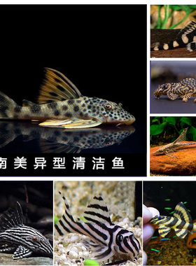 南美精品纯种异形清道夫鱼皇冠豹纹黄金热带淡水小型观赏鱼活体包