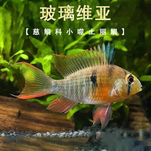 玻利维亚凤凰 热带鱼观赏鱼慈鲷淡水鱼小型鱼南美原生鱼草缸短鲷