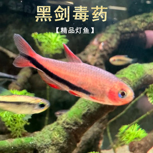 黑剑毒药超级灯鱼小型南美稀有高端鱼草缸群游灯科鱼电光毒药包邮