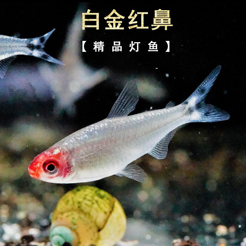 铂金红鼻剪刀鱼白金红鼻子白化红头灯热带灯鱼水草缸群游大王活体
