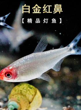 铂金红鼻剪刀鱼白金红鼻子白化红头灯热带灯鱼水草缸群游大王活体