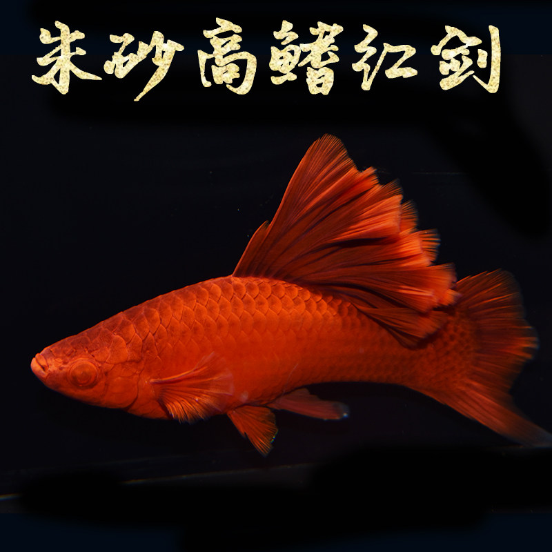 红剑鱼 高帆朱砂高鳍红箭红剑菊花狼牙帆剑鱼红玛丽胎生鱼剑鱼
