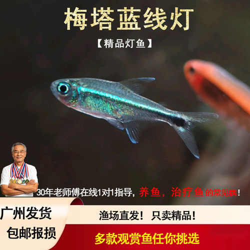 蓝线精灵鱼热带鱼梅塔蓝线灯精灵蓝线南美草缸小型淡水观赏鱼活体