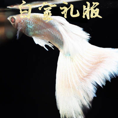 纯种孔雀鱼白金礼服 热带淡水小型观赏鱼胎生鱼临产怀孕母凤尾鱼