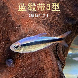 蓝缎带三型3型热带小型观赏鱼高端鱼皇室青魔鬼群游淡水活体南美