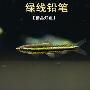 绿线铅笔灯鱼热带观赏鱼精品活体鱼淡水小型鱼