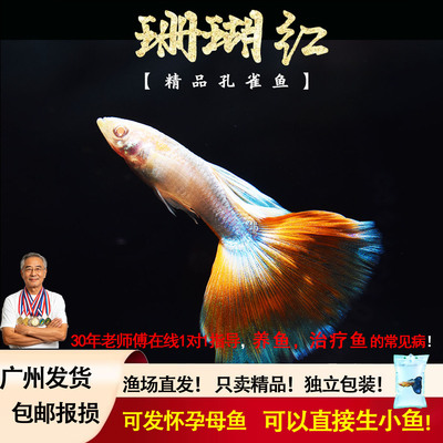 珊瑚红天空蓝白凤尾怀孕孔雀鱼