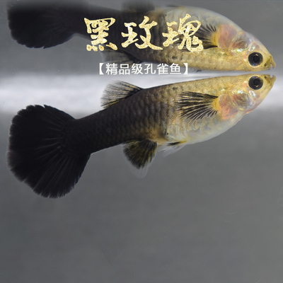 黑玫瑰胎生黑尾黑金刚木炭观赏鱼