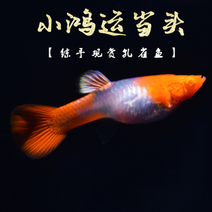 练手入门孔雀鱼草缸小型胎生鱼鸿运当头虎活体 小鸿运当头孔雀鱼