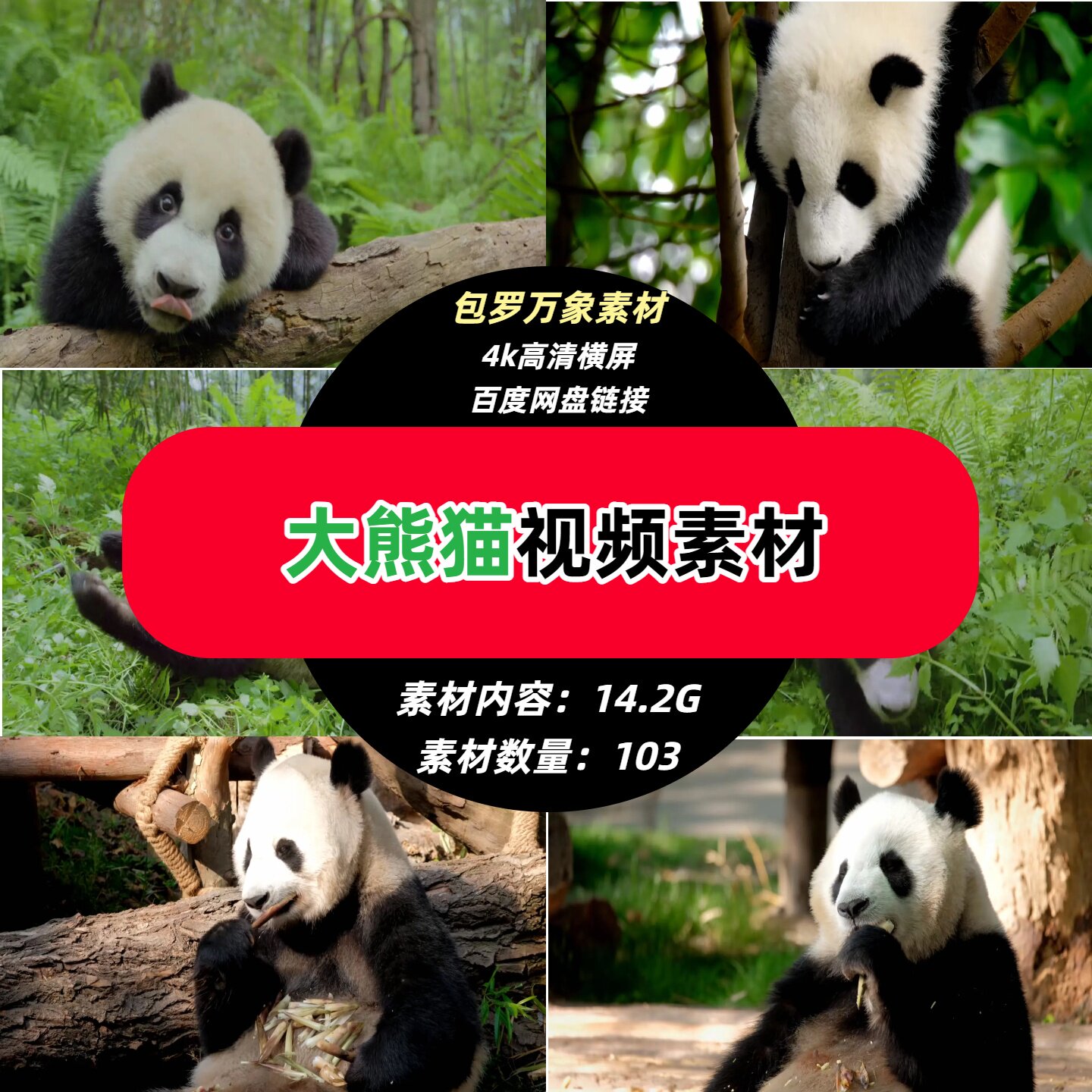 成都大熊猫繁育觅食搞笑高清视频