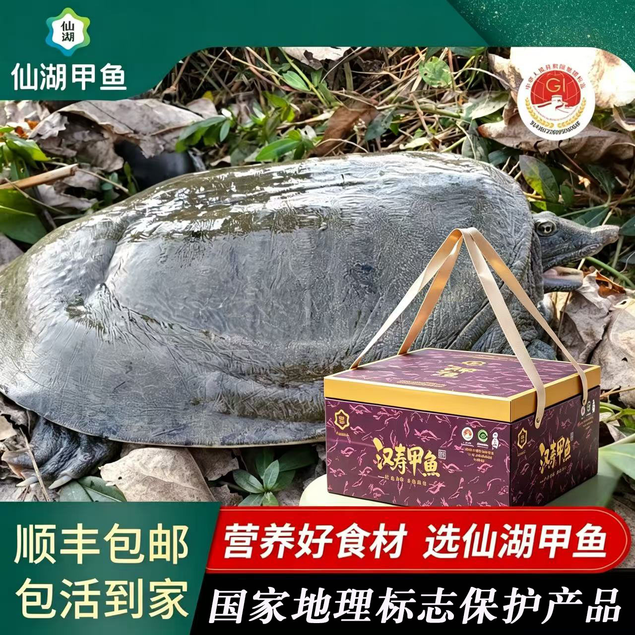 汉寿甲鱼中华鳖仙湖煲汤清蒸红烧图片