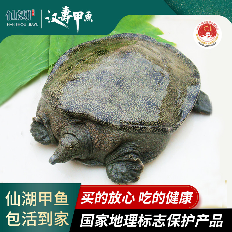仙湖甲鱼汉寿甲鱼自然生长3斤4斤5斤6斤鲜活中华鳖水鱼产妇送礼,水产肉类/新鲜蔬果/熟食,甲鱼,淘宝优惠券,粉丝福利购,淘宝优惠卷