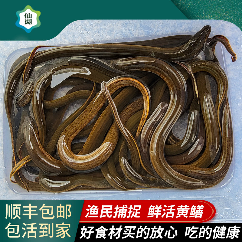 【土黄鳝】仙湖黄鳝鱼户外捕捉湖南芦鳝鱼长鱼去骨鲜活江鳝论斤